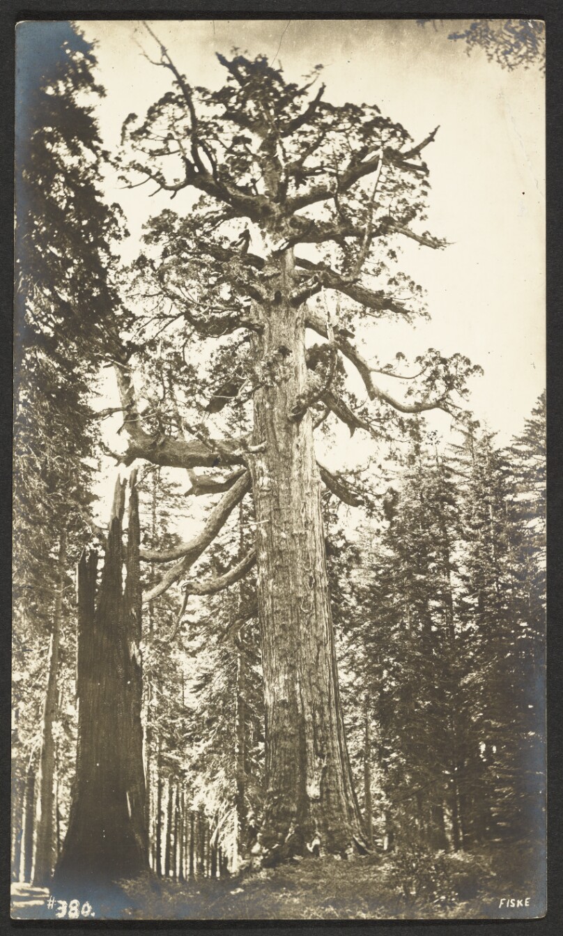 Grizzly Giant (diameter, 33 feet). Mariposa Grove.