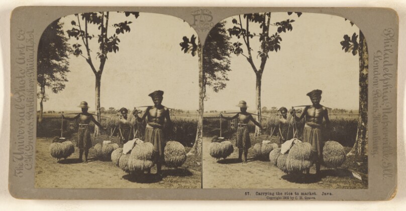 Carrying the rice to market. Java.