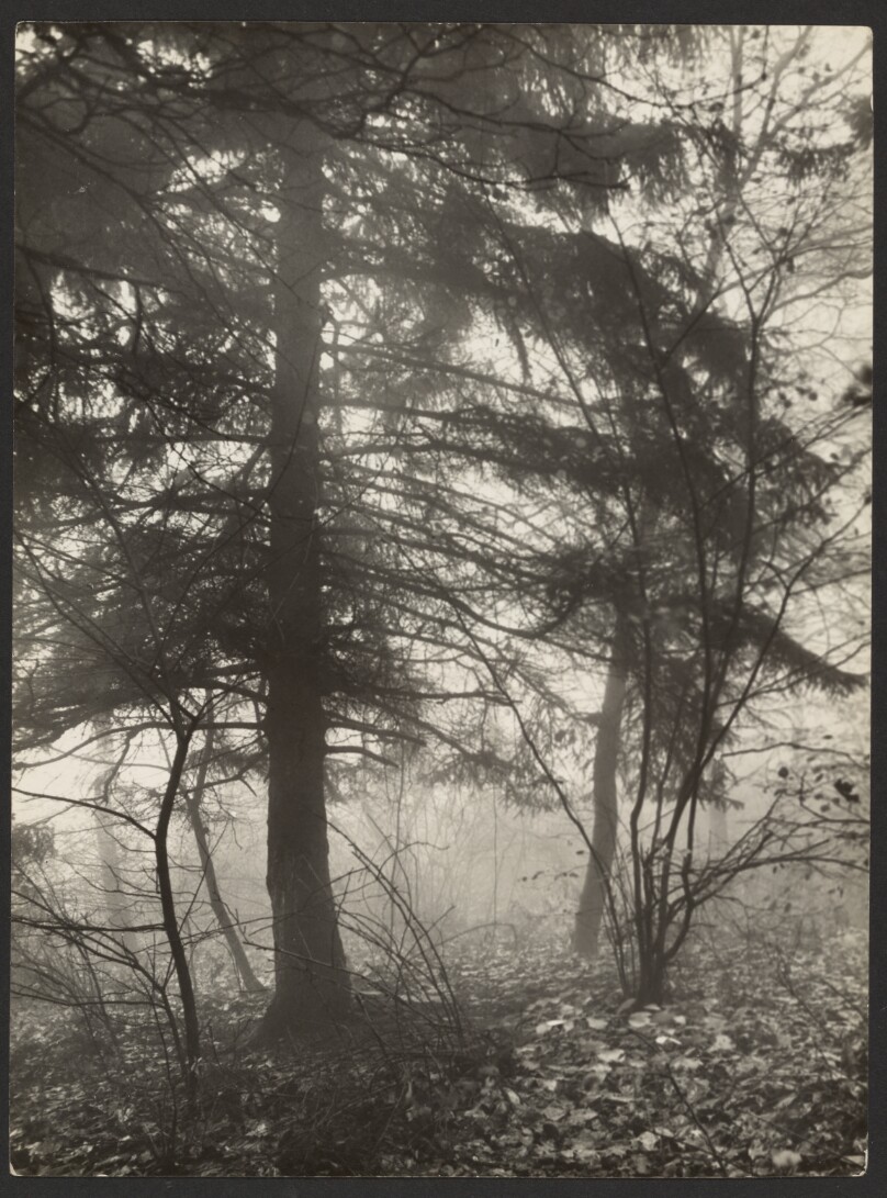 [Untitled] / [Forest]