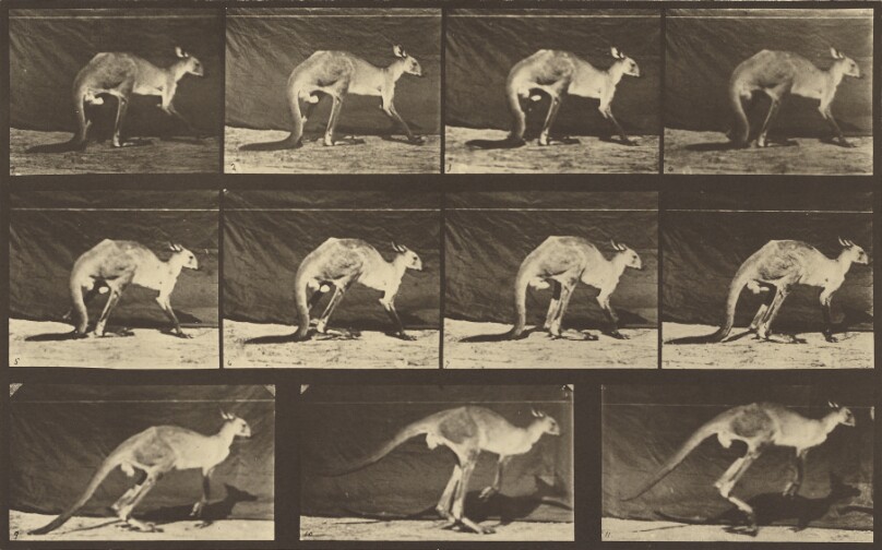 Animal Locomotion