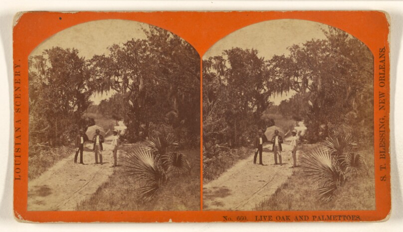 Live Oak and Palmettoes.