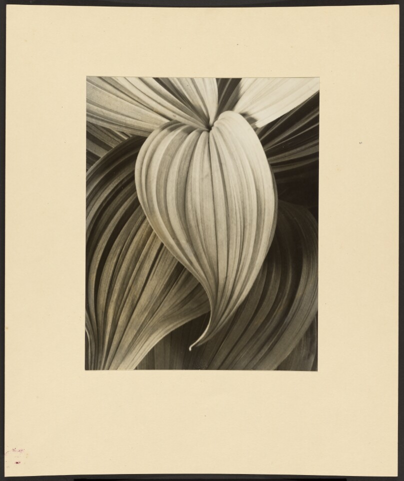 [Leaves]