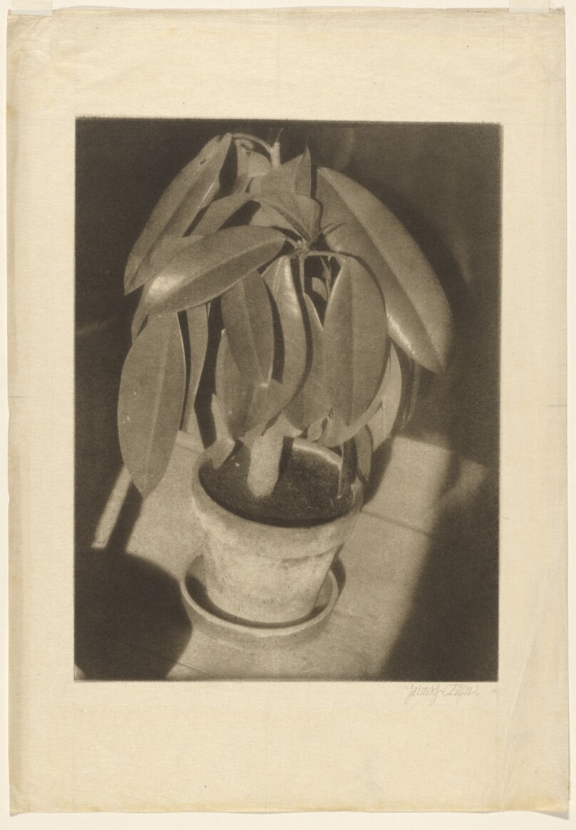 Rubber Tree (Gummibaum)