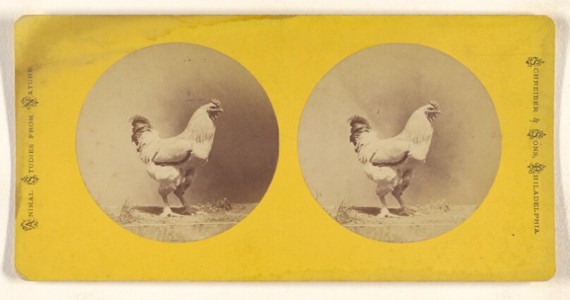 [Chicken]