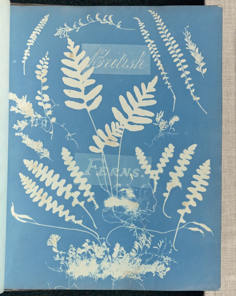 British Ferns