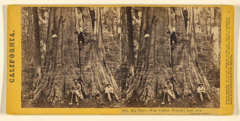 Big Tree - Wm. Cullen Bryant; near view. Calaveras Group.