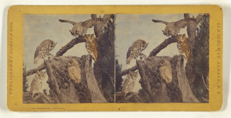 Class II, Order I, Accipitres. Family Strigidae. Little Screech Owl...