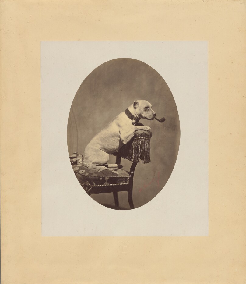 [Dog smoking a pipe]