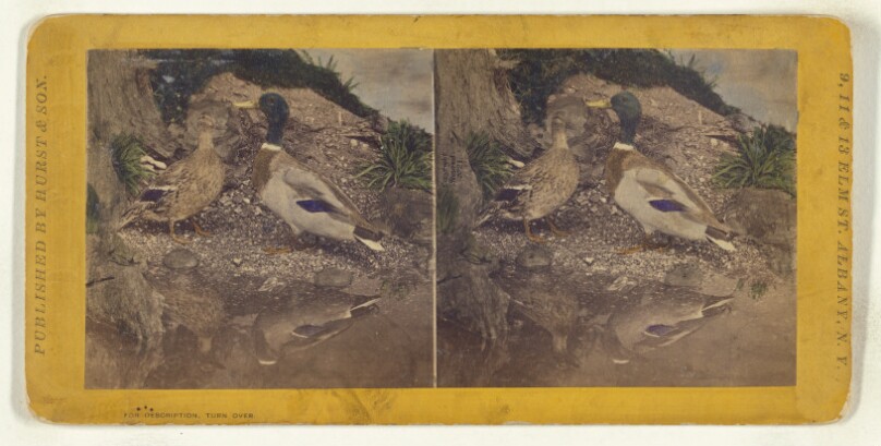 Class II, Order VI, Natatores. Family Anatidae. The Mallard...