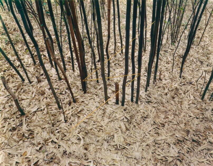 Bamboo Lightning, Penland, North Carolina