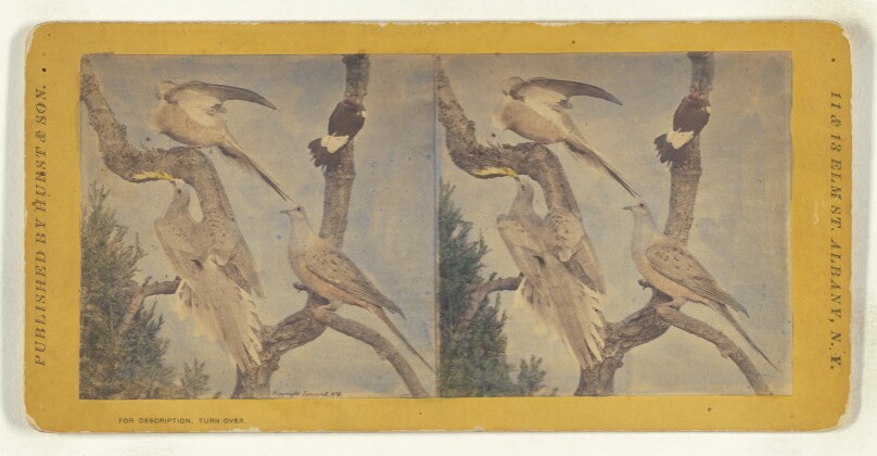 Class II, Order II, Passeres. Family Columbidae. The Wild Pigeon...