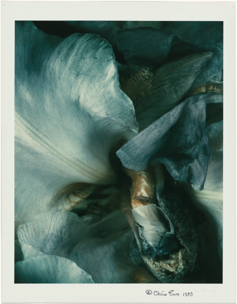 Untitled (Iris)