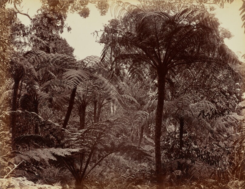 Hakgala Gardens, Nuwara Eliya