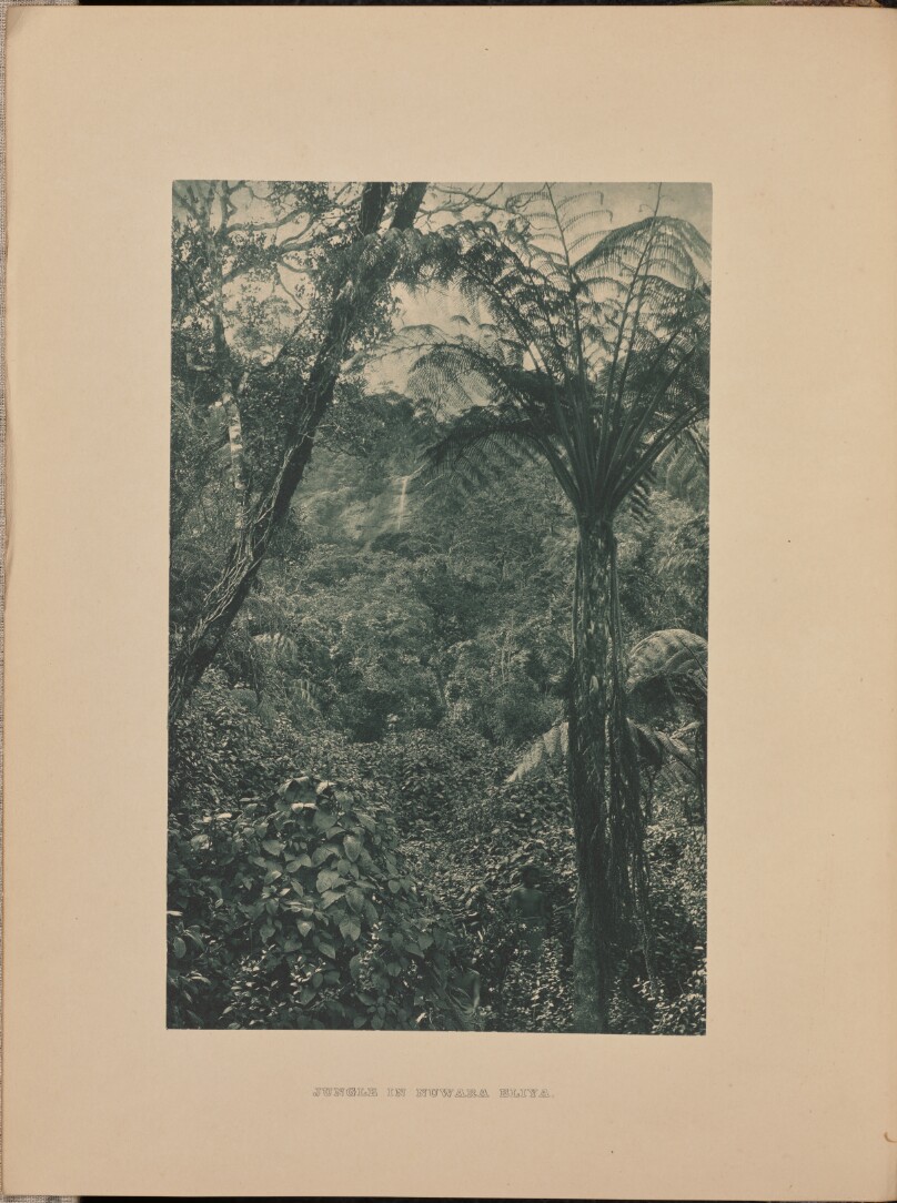 [Jungle in Nuwara Eliya]