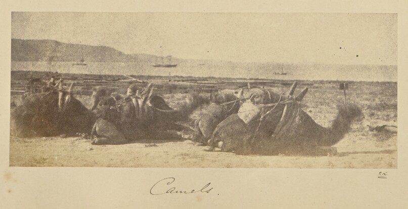 Camels