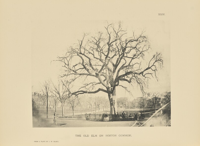 The Old Elm on Boston Common