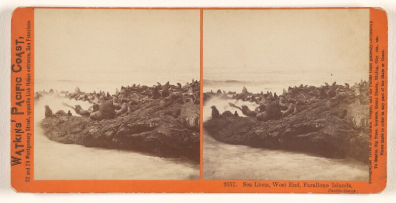 Sea Lions, West End, Farallone [sic] Islands, Pacific Ocean.