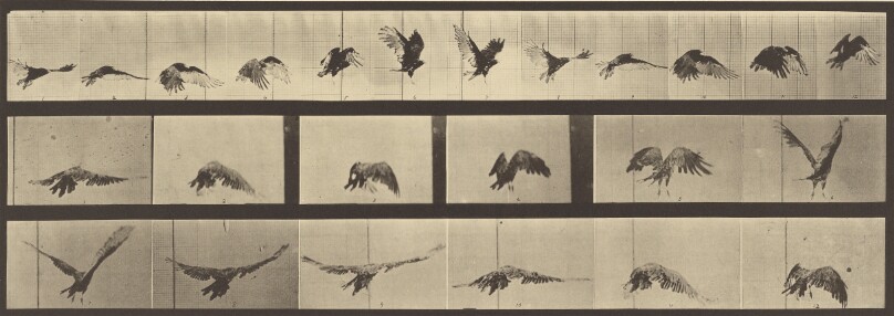 Animal Locomotion