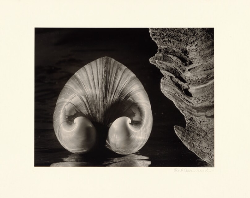 Shell and Driftwood
