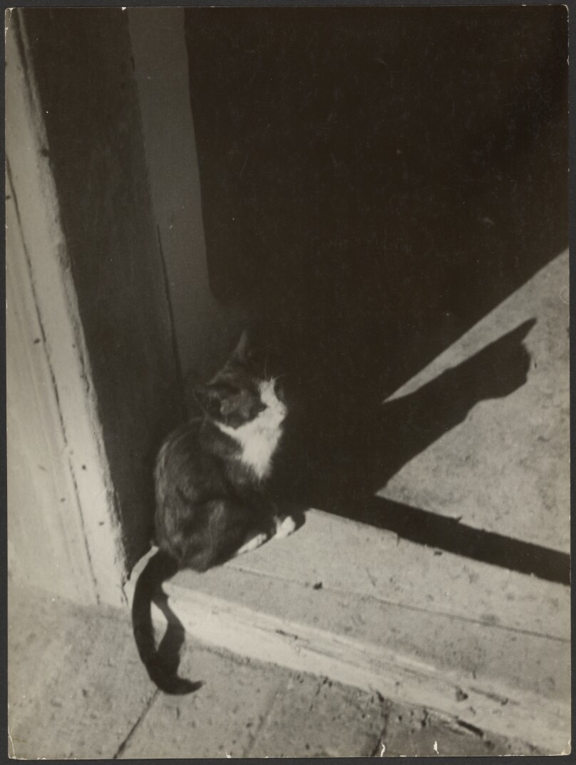 [Cat in Doorway]