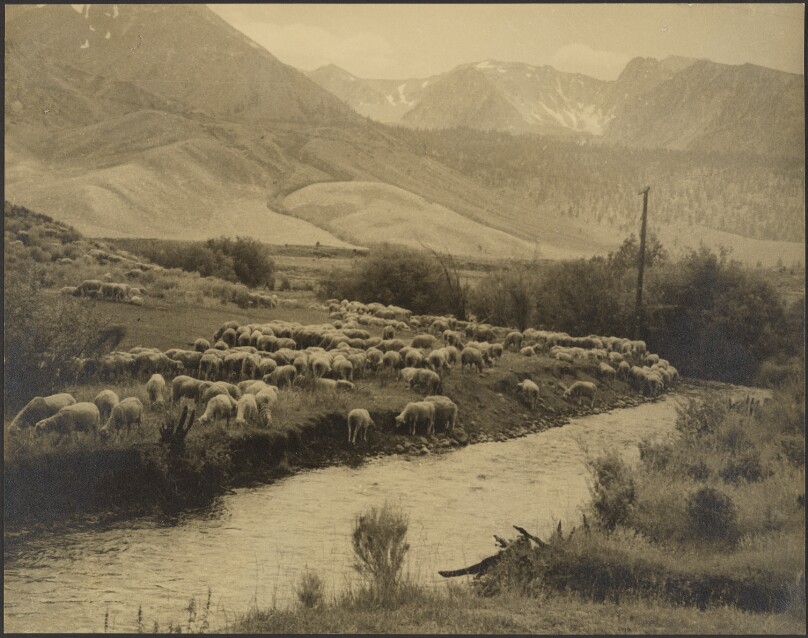 A Mountain Meadow