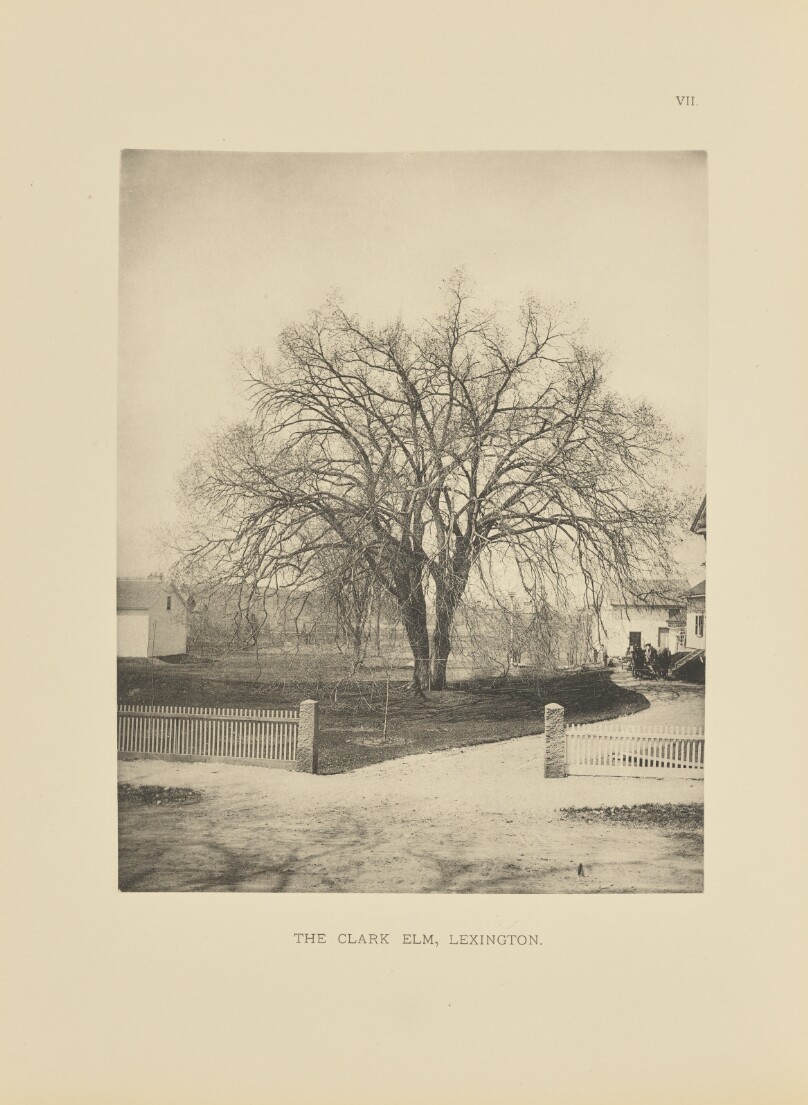 The Clark Elm, Lexington
