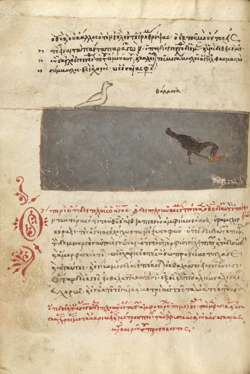 A Bird and a Bird Catching a Fish