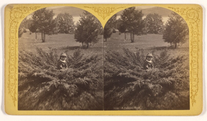A Juniper Bush.