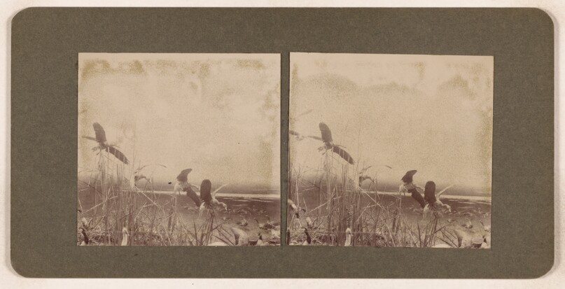 [Fowl landing on lake]