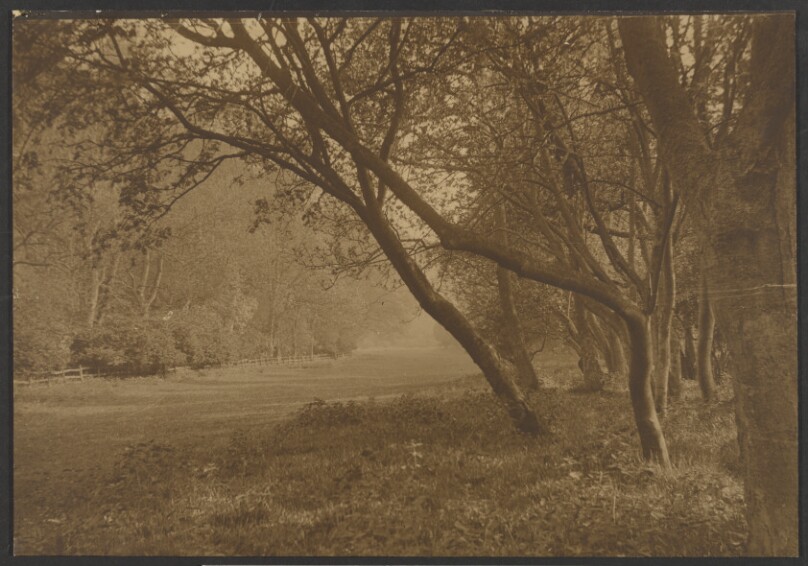 [Field with trees]
