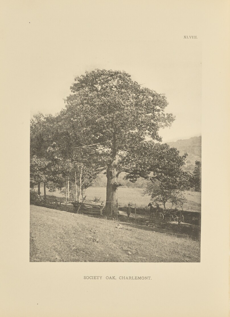 Society Oak, Charlemont