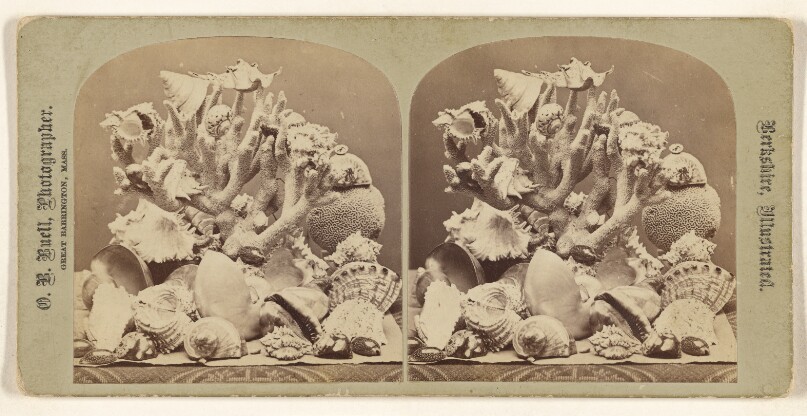 [Marine Shells & Coral]
