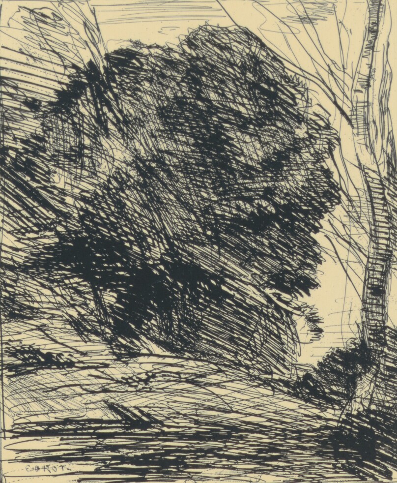 Les Arbres Dans La Montagne