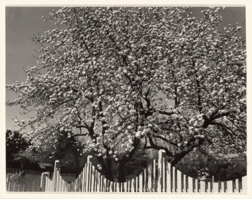 Blossoms and Fence, Woodstock N.Y.