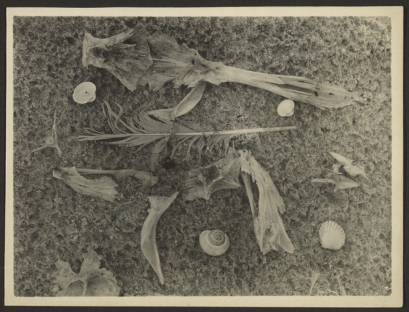 [Still Life]