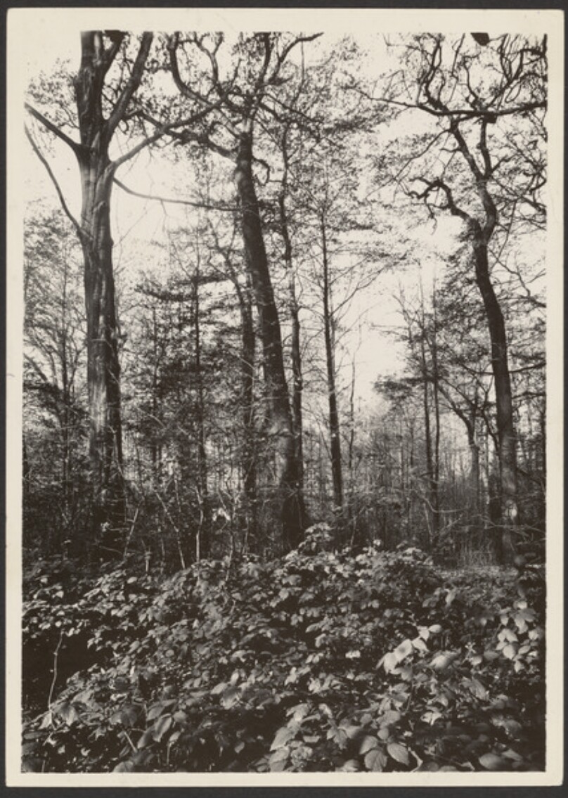 [Forest in Autumn]