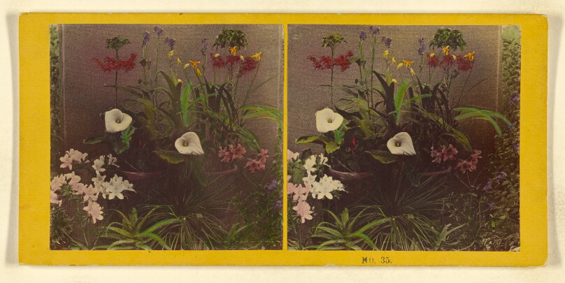 [An array of flowers]