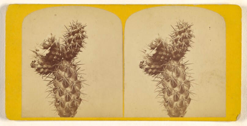 [Prickly pear cactus]