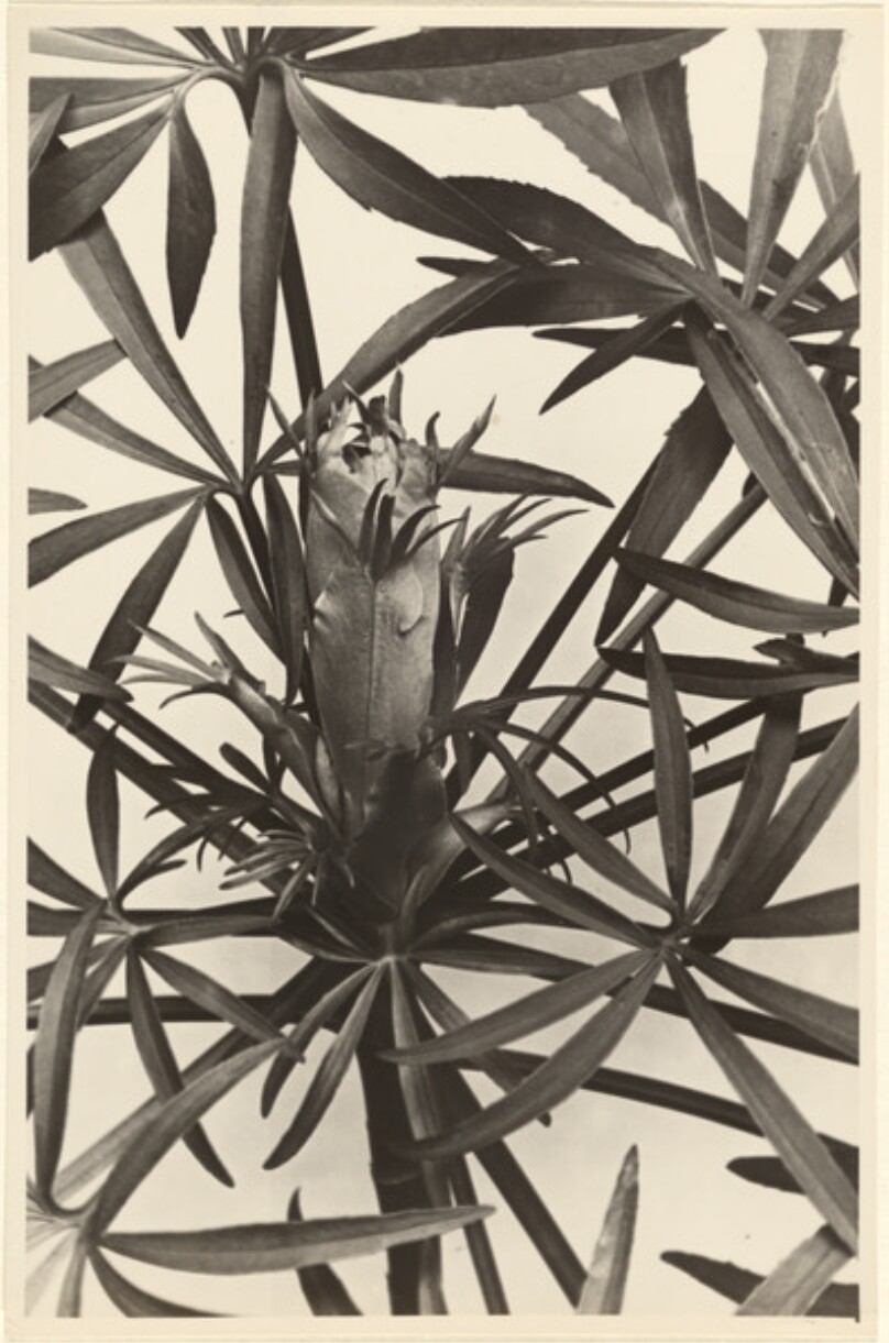 Helleborus foetidus, Stinkende Nieswurz