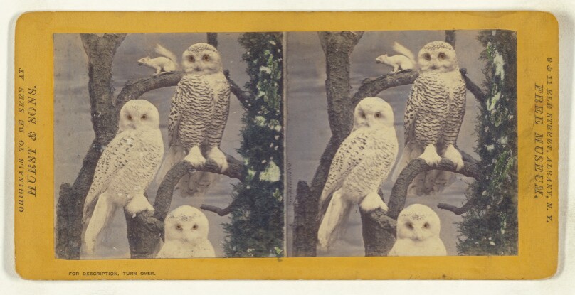 Class II, Order I. Accipitres. Family Strigidae. The Snowy Owl, (Fig. I, male; II, female)...
