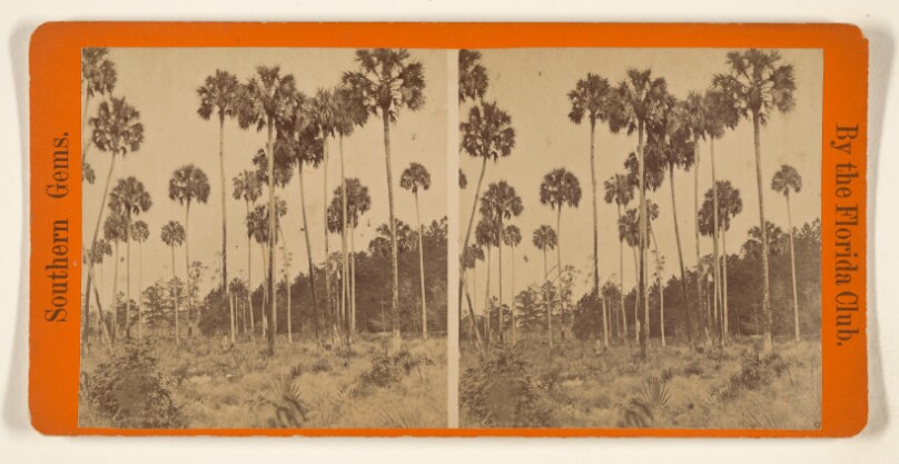 Group of Palmetto Trees, Near the City of St. Augustine, Florida.