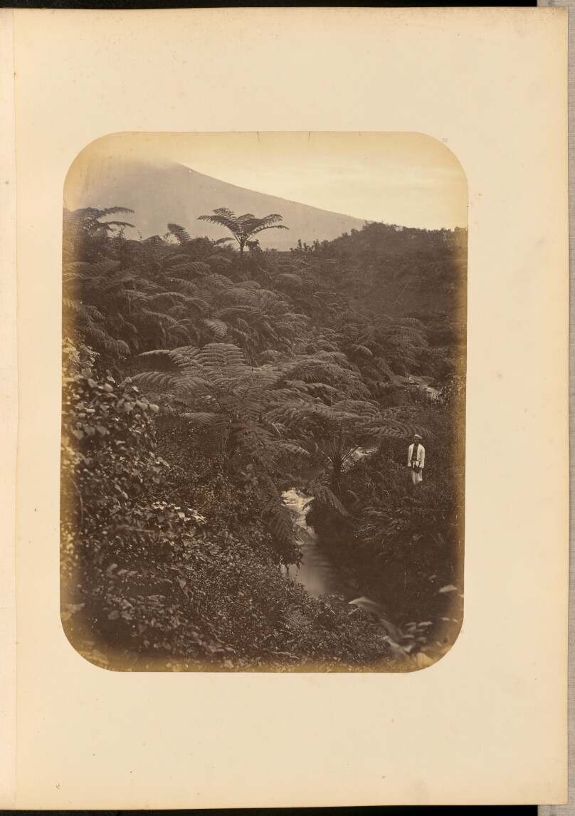 [Man standing near large ferns]