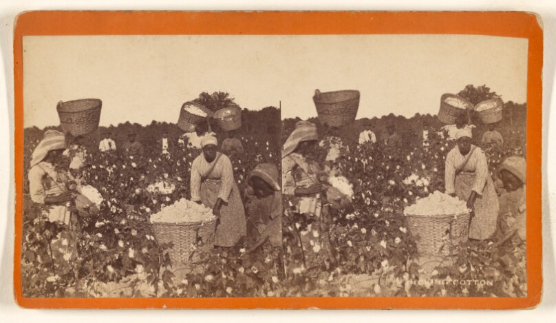 Picking Cotton