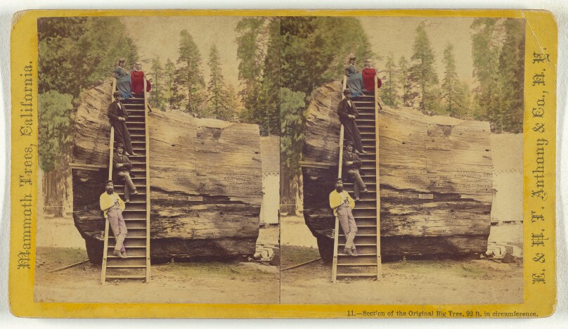 Section of the Original Big Tree, 92 ft. in circumference.