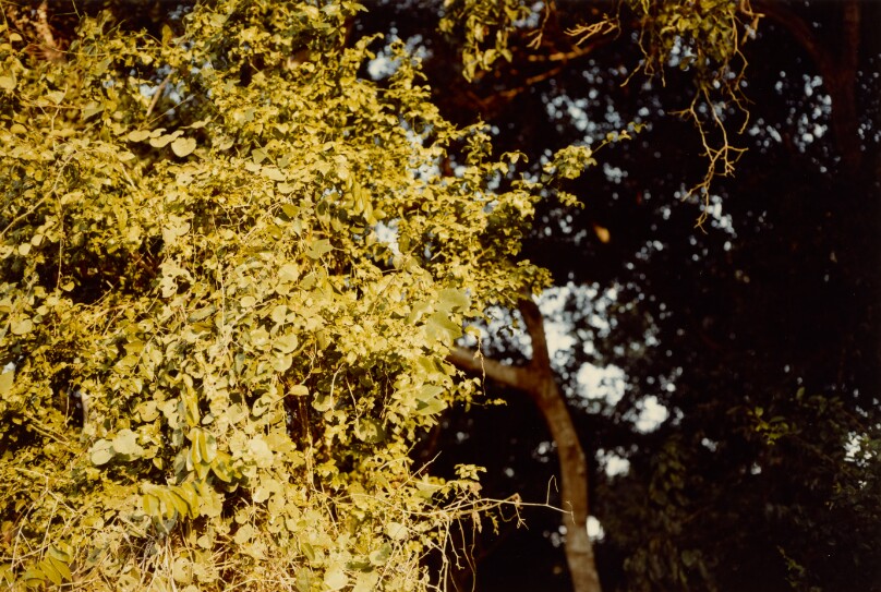[Branch Study]