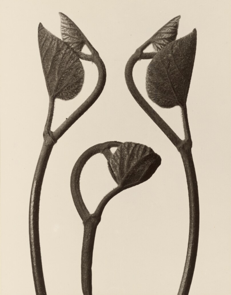 [Aristolochia stems and leaves]
