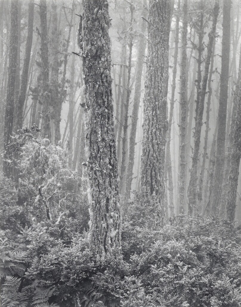 Del Monte Forest
