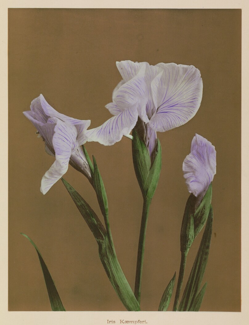 Iris Kæmpferi