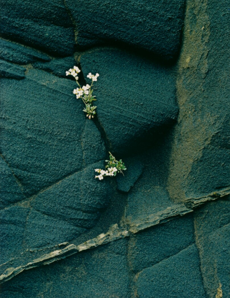 White Flower on Black Ash Cliff, Langahlidh, Iceland