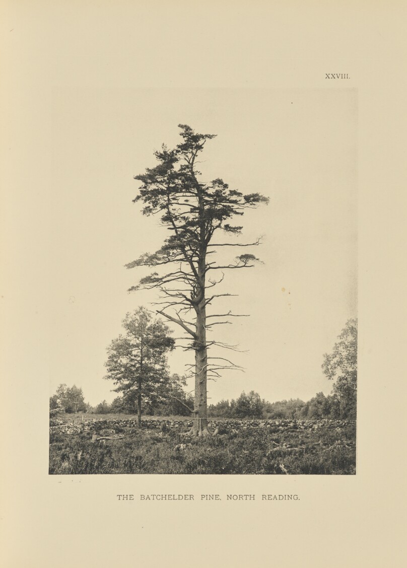 The Batchelder Pine, North Reading